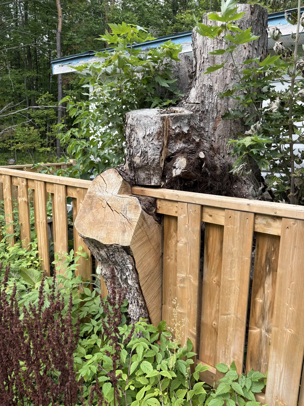 Completed cedar fence custom-fitted around a cluster of established tree trunks