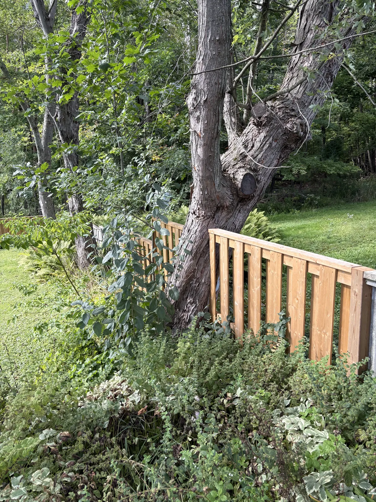 Cedar picket fence continuing on both sides of a mature garden tree