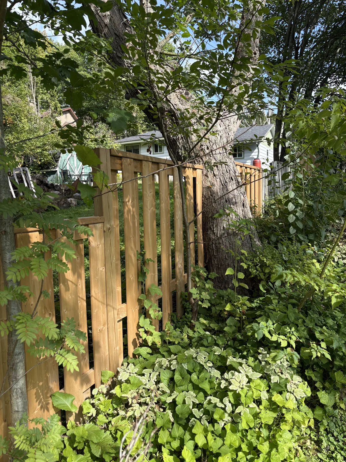 Completed cedar fence section fitted closely beside a large tree trunk