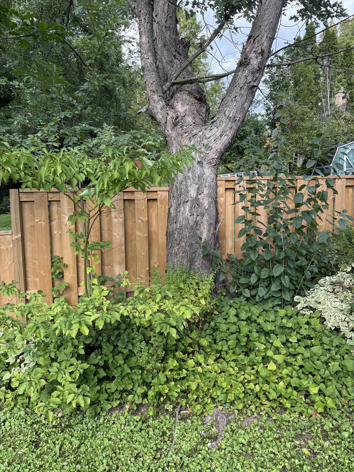 Custom cedar fence line shaped around a mature tree in a planted garden