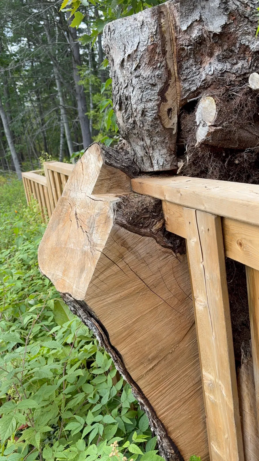 Close detail of the made-to-fit fence transition around the tree