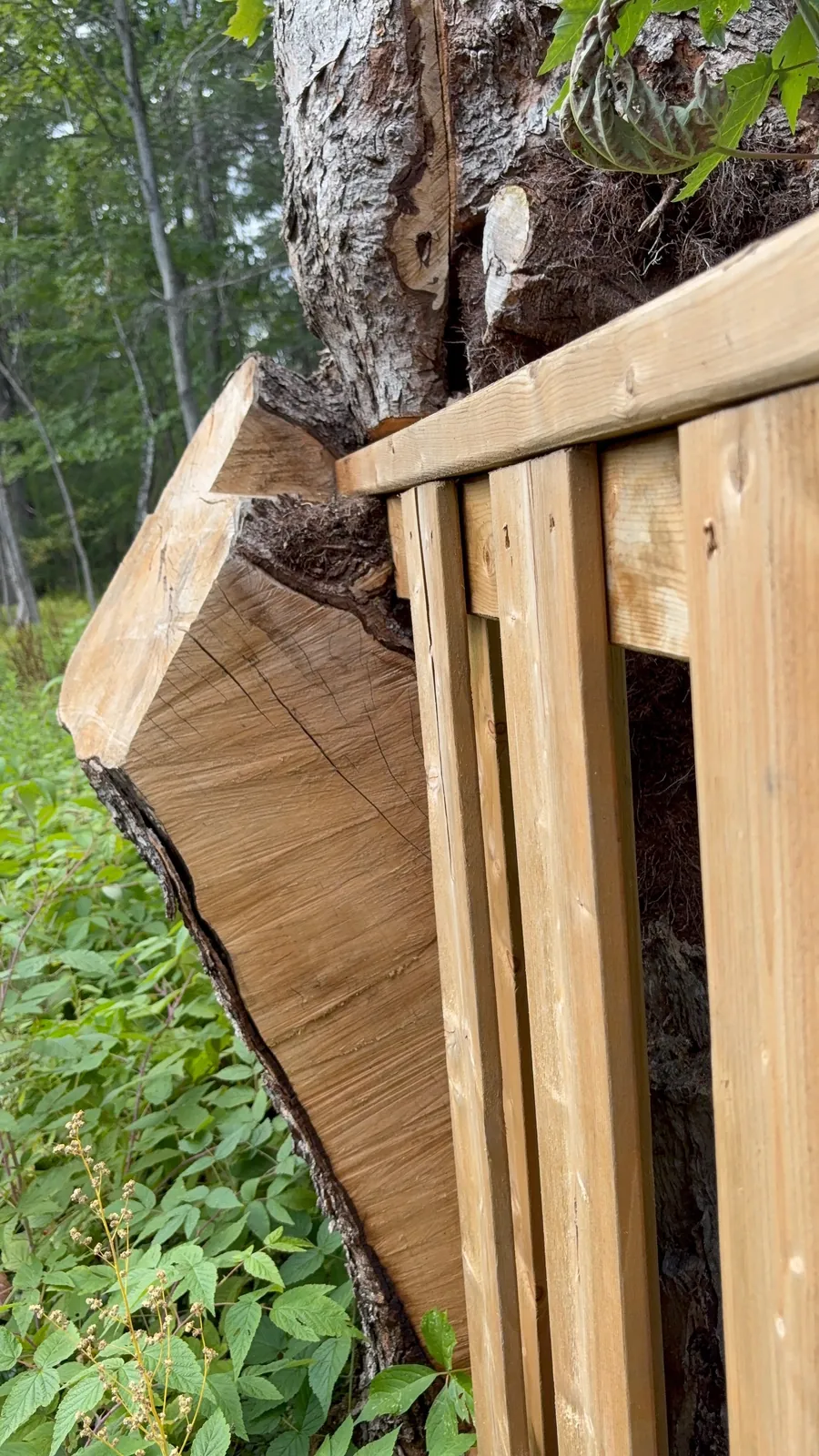 Alternate close detail of the cedar rails and boards fitted around the tree trunk