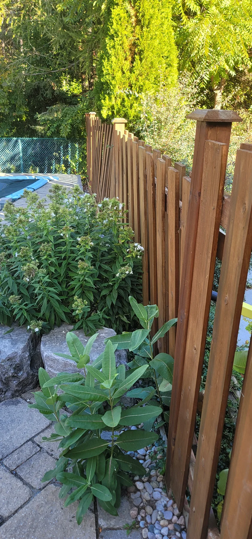 Established poolside fence before structural renewal